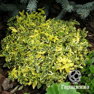 

Бересклет Форчуна Эмеральд Голд