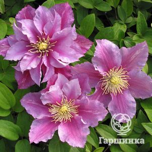 

Клематис Пиилу махровый (2)