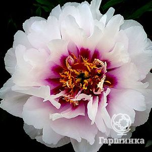 

Пион Кора Луиза (ИТО)