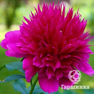 

Пион Перпл Спайдер