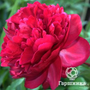 

Пион лекарственный Рубра Плена