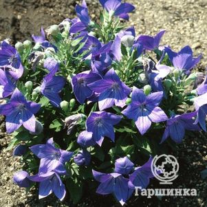 

Платикодон крупноцветковый Фуджи Блу