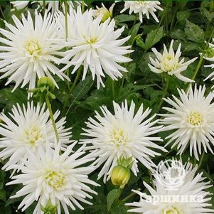 

Георгина Плайя Бланка бордюрная