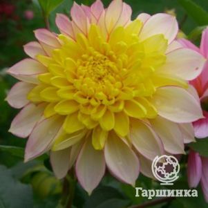 

Георгина Полка анемоновидная