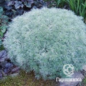 

Полынь Шмидта Нана