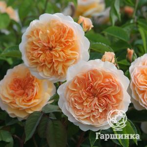 Роза Порт Санлайт, Д.Остин кустарниковая (лиц)