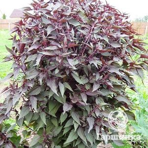 

Посконник Шоколате