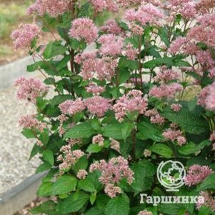 

Посконник Литл Джой