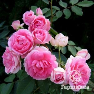 

Роза Прейри Джой канадская парковая (лиц)