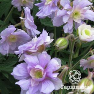 

Герань садовая Саммер Скайс