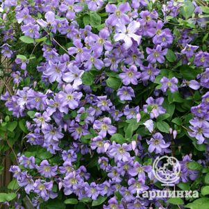 

Клематис Принц Чарльз крупноцветковый (3)