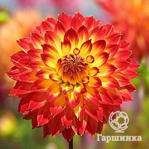 

Георгина Процион декоративная