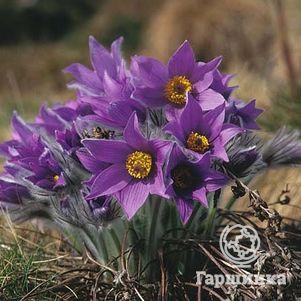 

Прострел обыкновенный