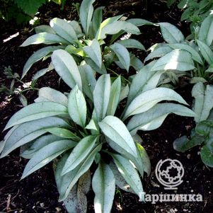 

Медуница Самурай