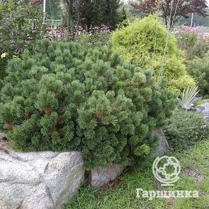 

Сосна горная Пумилио