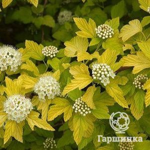 

Пузыреплодник Дартс Голд