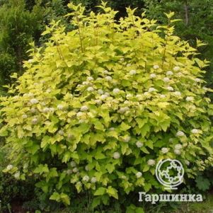 

Пузыреплодник Лютэус