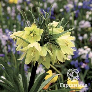 

Рябчик Раддеана императорский