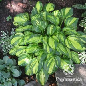 Хоста Рейнбоуз Энд S 890₽