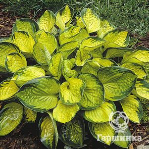 

Хоста Рейнфорест Санрайз (M)