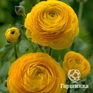 

Ранункулюс Еллоу 10шт.