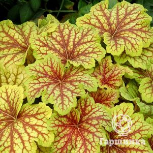 

Гейхера Рэд Лайтинг