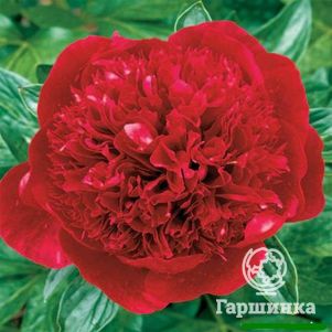 Пион Ред Мэджик