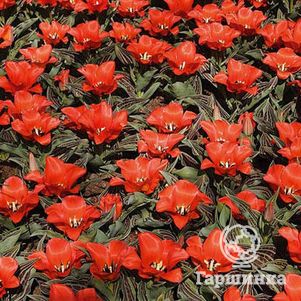 Тюльпан Ред Райдинг Худ 5шт