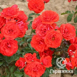 Роза Ред Ривер флорибунда, Imperial Rose