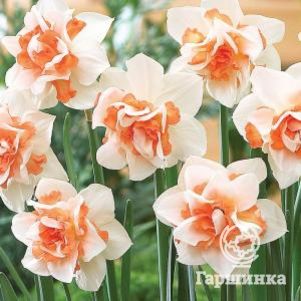 

Нарцисс Реплит махровый 5шт