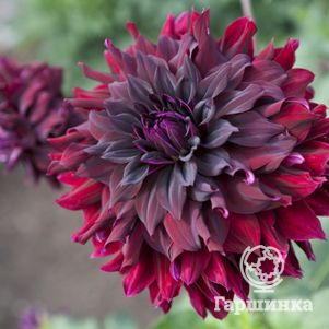 

Георгина Рип Сити декоративная