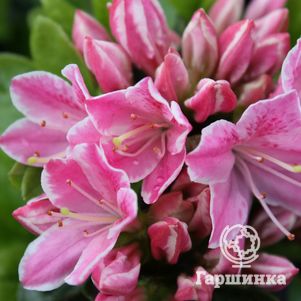 

Рододендрон Кермесина Роуз