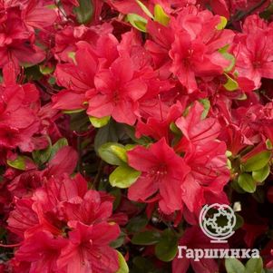 

Рододендрон якушиманский Нино Кримсон