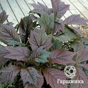 

Роджерсия Браунлауб стополистная