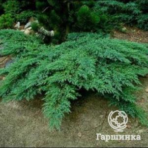 

Можжевельник казацкий Рокери Гем