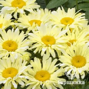 

Ромашка (Нивяник) Бродвей Лайтс