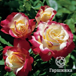 Роза Дабл Делайт чайно-гибридная, Imperial Rose