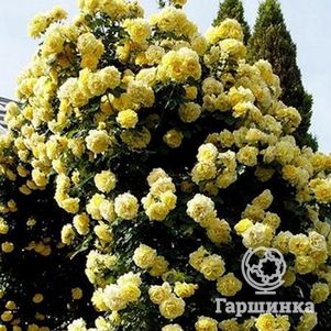 Роза Казино плетистая, Топалович (лиц)