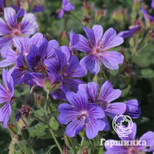 

Герань садовая Роузмур