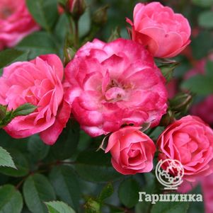 

Роза Тини Вини миниатюрная, Imperial Rose
