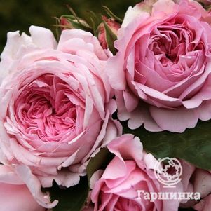 Роза Александра Принцесс де Люксембург, Кордес (лиц)