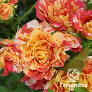 Роза Альфред Сислей, Дельбар (лиц)