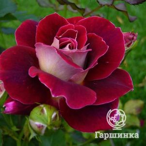 Роза Аллилуйя чайно-гибридная, Топалович (лиц)