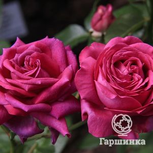 Роза Шартрез Де Парм, Дельбар (лиц)