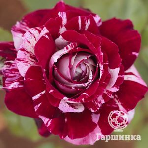 Роза Хулио Иглесиас чайно-гибридная, Топалович (лиц)