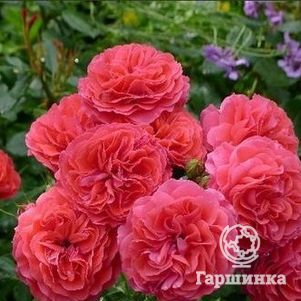 Роза Черри Герл, Кордес (лиц)