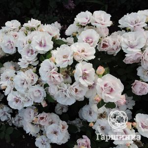 Роза Айс Фо Ю флорибунда, Барни (лиц)