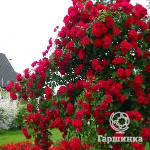 

Роза Фламентанц плетистая, Кордес (лиц)