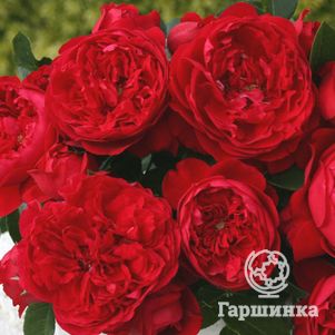 

Роза Флорентина плетистая, Кордес (лиц)