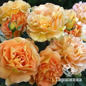 

Роза Голдельзе флорибунда, Топалович (лиц)